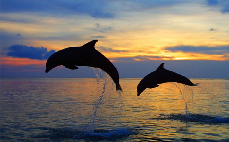 dolphin