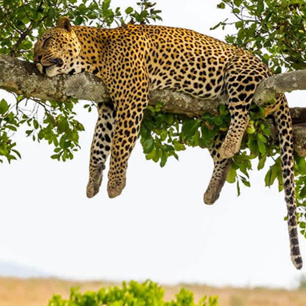 lake-manyara