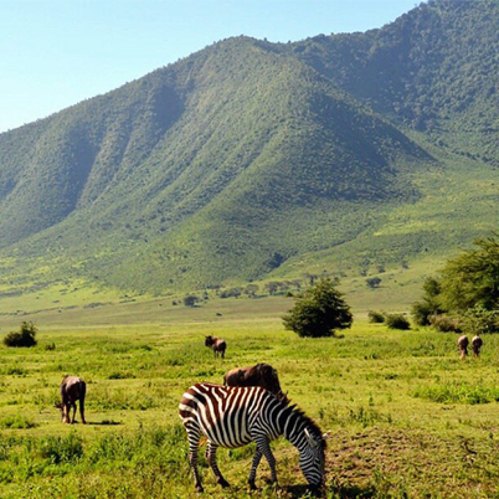 ngorongoro