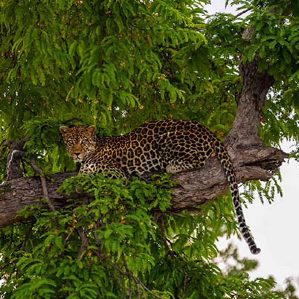 ruaha