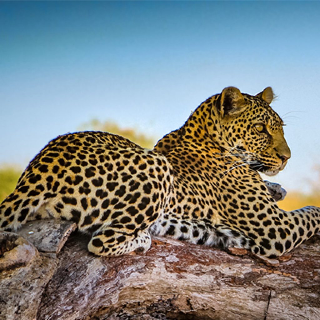 serengeti-2022